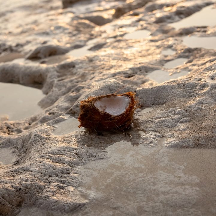 Cáscara de coco sobre arena mojada en una playa. Método bienestar y performance.