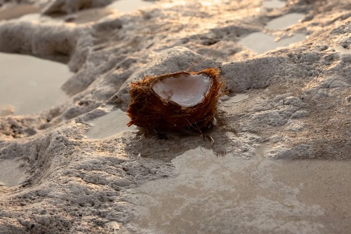 Concha vacía de mar sobre arena húmeda, reflejando la luz del sol.