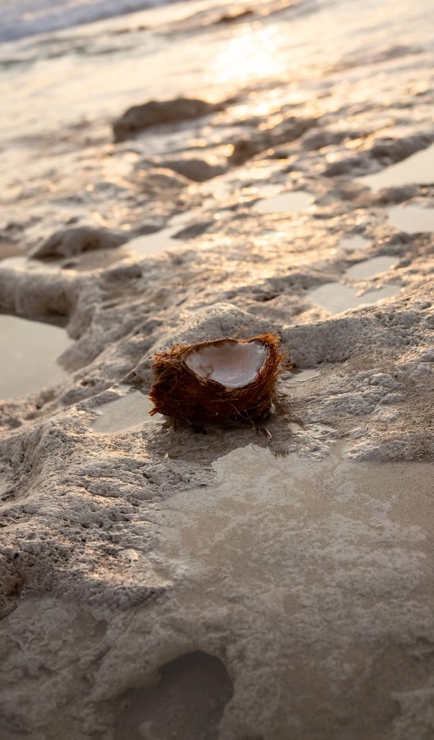 Concha marrón sobre la arena húmeda, iluminada por la luz del sol al atardecer.
