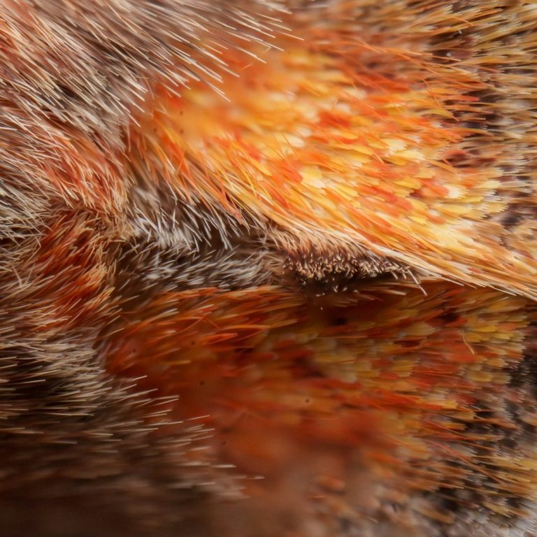 Textura suave y colorida en tonos anaranjados y marrones. Dermatología Estética para corregir lunares y verrugas.